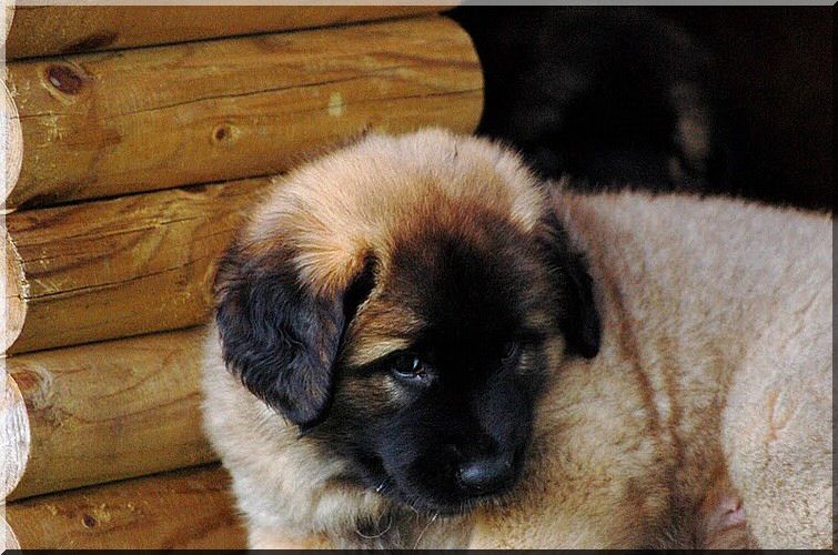 leonberger 053.jpg